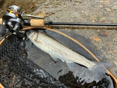 ウグイの釣果
