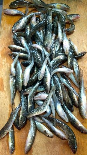 ハゼの釣果