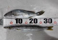 ショゴの釣果