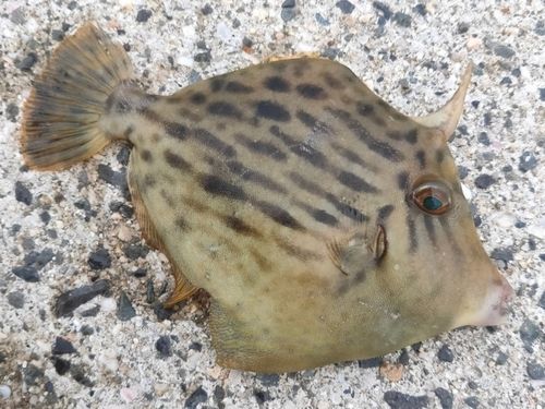 カワハギの釣果