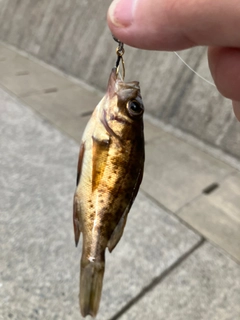 アカメバルの釣果