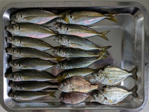 アジの釣果