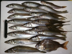 シロギスの釣果