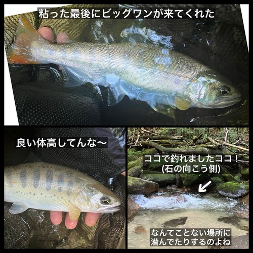 アマゴの釣果