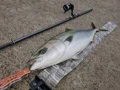 ワラサの釣果