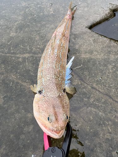 エソの釣果