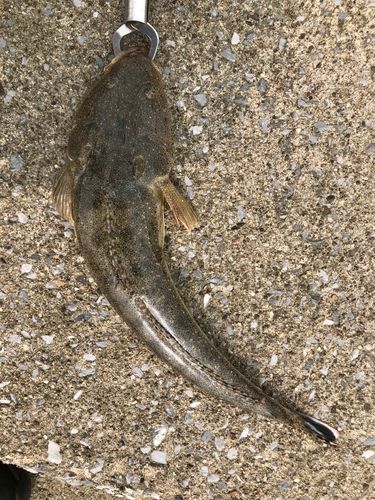 マゴチの釣果