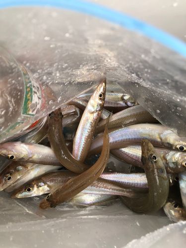 キスの釣果