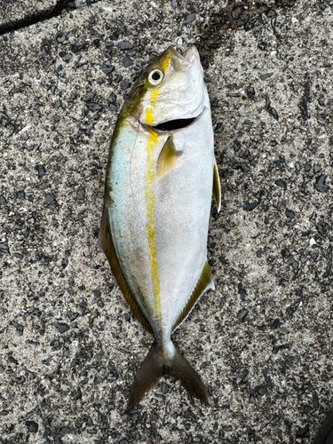 ネリゴの釣果