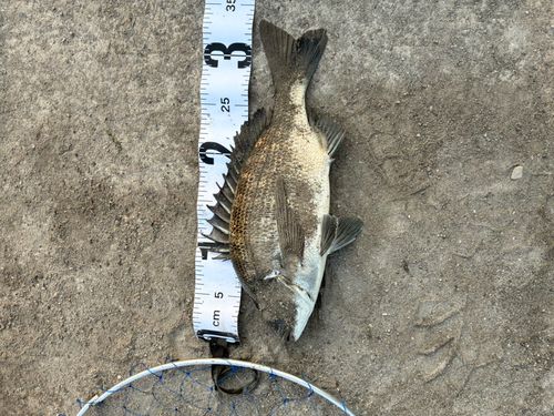 クロダイの釣果