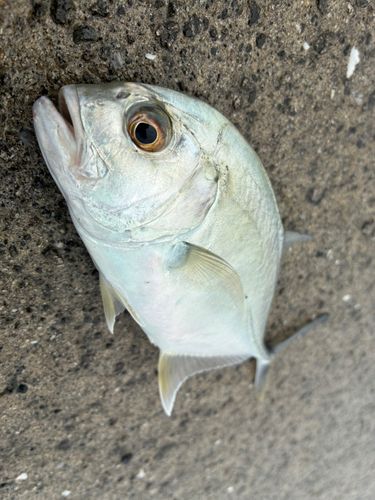 メッキの釣果