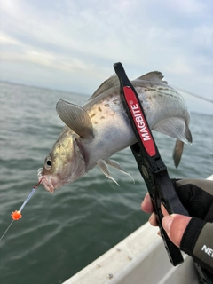 スケトウダラの釣果