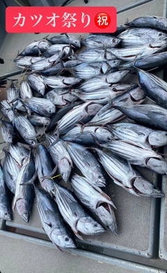 カツオの釣果