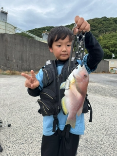 イラの釣果