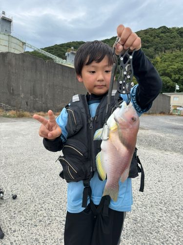 イラの釣果