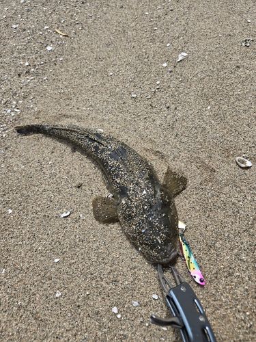 マゴチの釣果