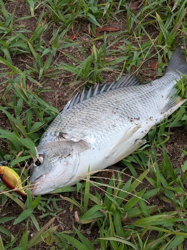 キビレの釣果