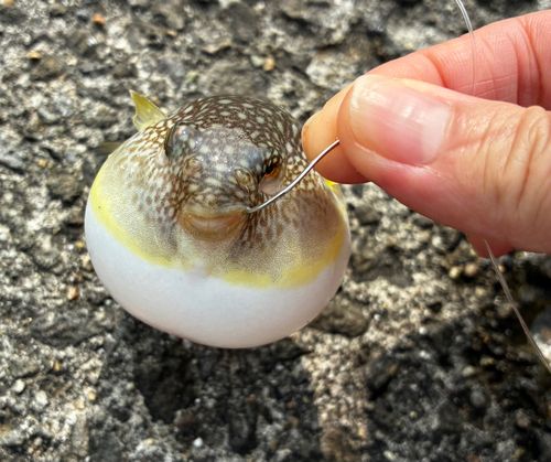 フグの釣果