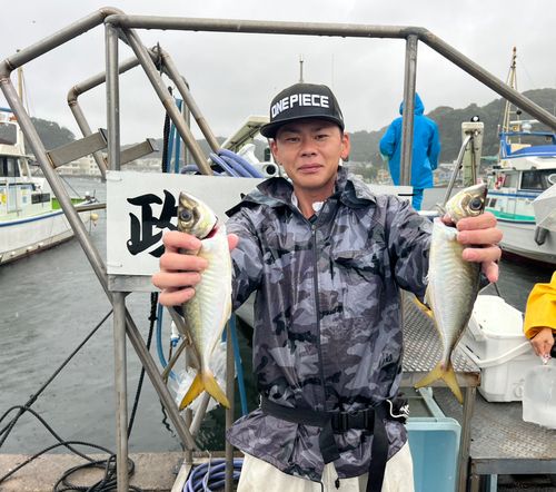マアジの釣果
