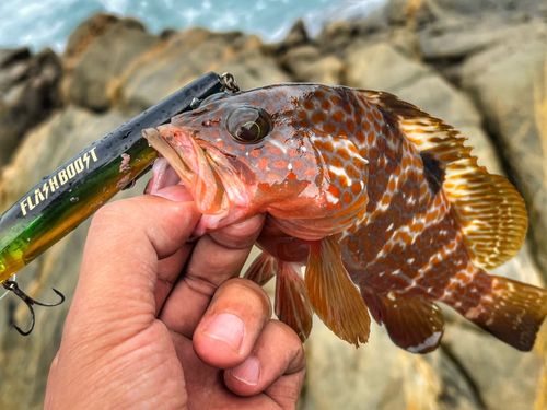 キジハタの釣果