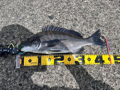 クロダイの釣果
