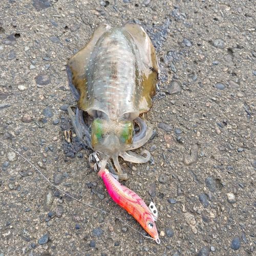 アオリイカの釣果