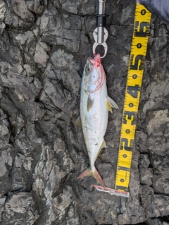 イナダの釣果