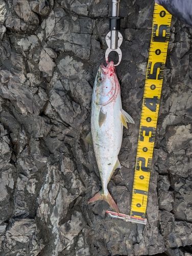 イナダの釣果