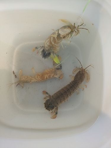 シャコの釣果