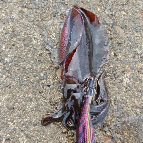 アオリイカの釣果