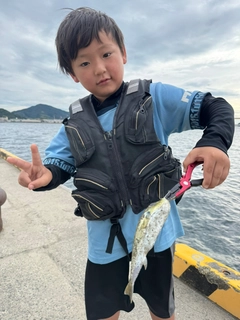 シロサバフグの釣果