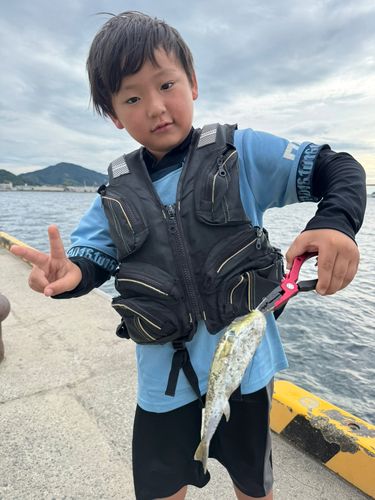 シロサバフグの釣果