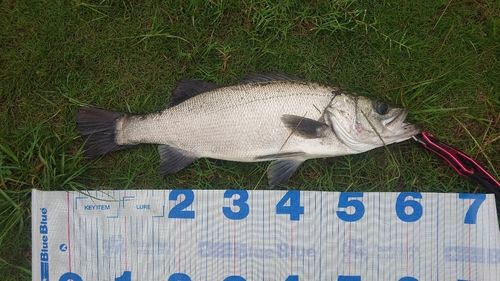 ヒラスズキの釣果