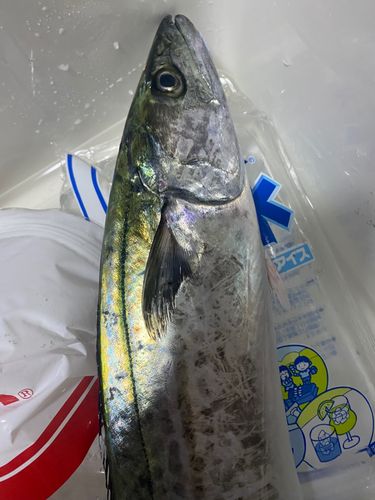 サゴシの釣果