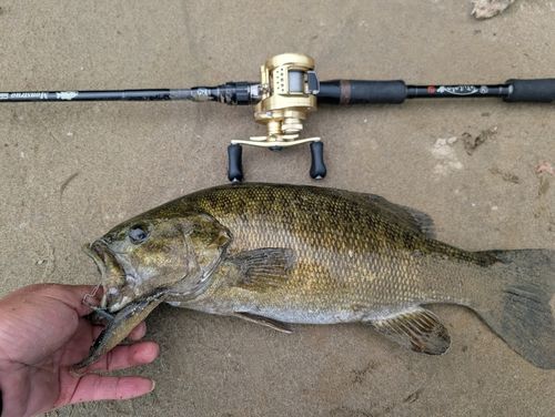 スモールマウスバスの釣果