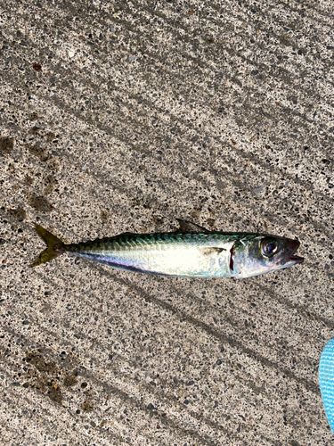 サバの釣果