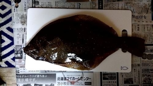 ヒラメの釣果