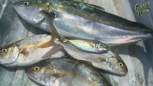 ワラサの釣果