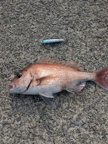 マダイの釣果