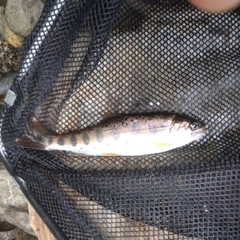 ヤマメの釣果