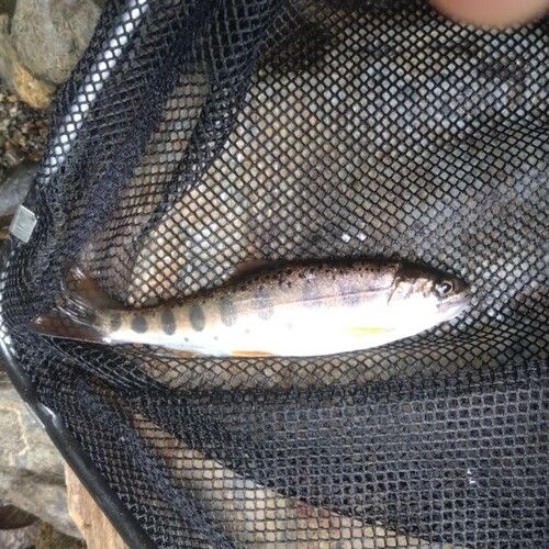 ヤマメの釣果