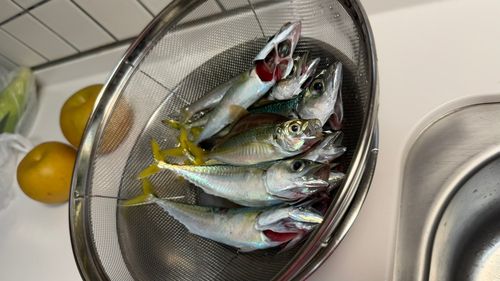 サバの釣果
