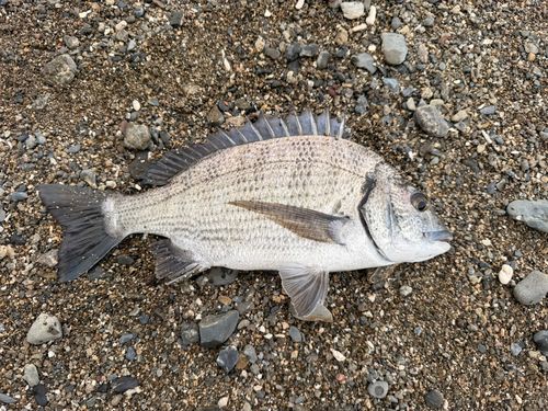 ミナミクロダイの釣果