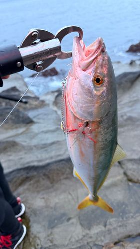 ヤズの釣果