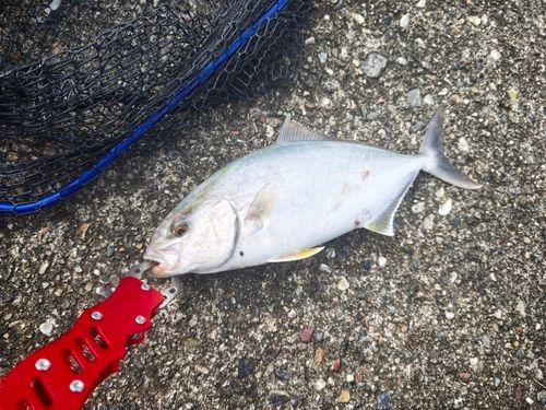 ショゴの釣果