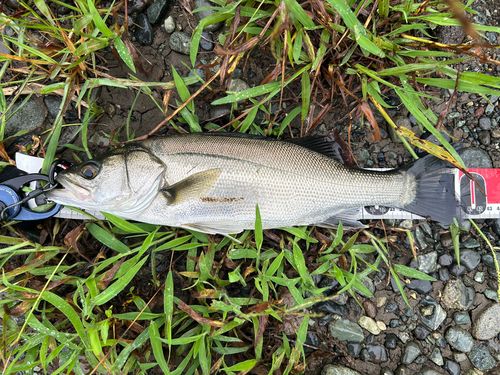 セイゴ（マルスズキ）の釣果