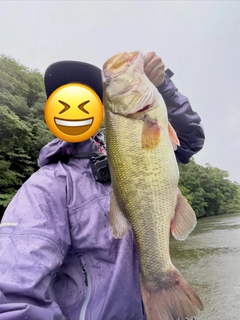 ラージマウスバスの釣果