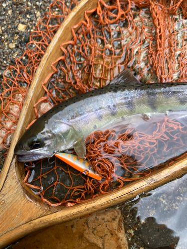 ヤマメの釣果