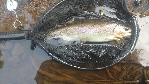 ニジマスの釣果
