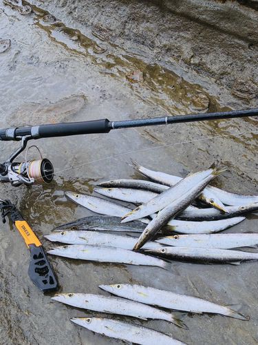 カマスの釣果